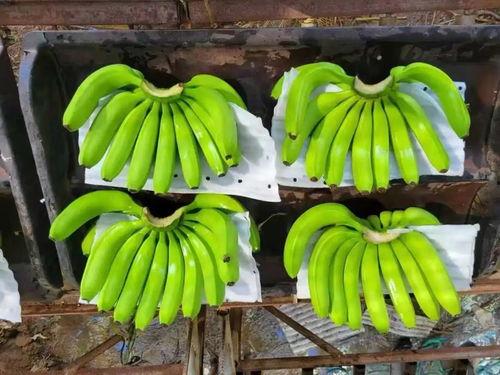 国产在线大香蕉